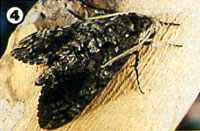It'll emerge as the harmless fuzzy sphinx moth so often seen fluttering at porch lights on summer evenings.